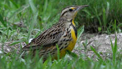 State Symbol: Wyoming State Bird