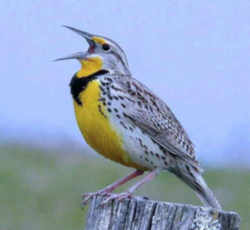 State Symbol: Wyoming State Bird