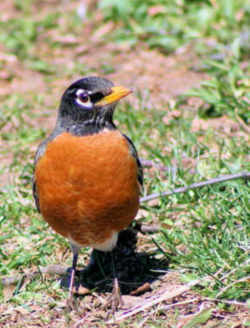 State Symbol: Wisconsin State Bird - Robin