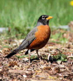 State Symbol: Wisconsin State Bird - Robin