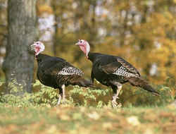 State Symbols: Official Alabama State Game Bird: Wild Turkey
