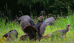 State Symbols: Official Alabama State Game Bird: Wild Turkey