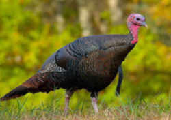 State Symbol: Massachusetts State Game Bird - Wild Turkey