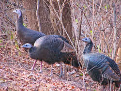 State Symbol: Oklahoma State Game Bird - Wild Turkey