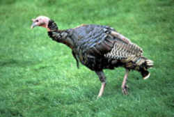 State Symbol: Oklahoma State Game Bird - Wild Turkey