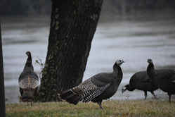 State Symbol: South Carolina State Wild Game Bird - Wild Turkey