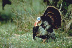 State Symbol: South Carolina State Wild Game Bird - Wild Turkey