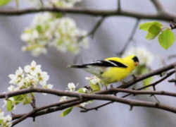 State Symbol: Washington State Bird - Willow Goldfinch