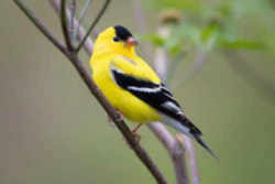 State Symbol: Washington State Bird - Willow Goldfinch