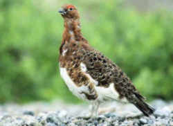 State Symbol: Alaska State Bird: Willow Ptarmigan