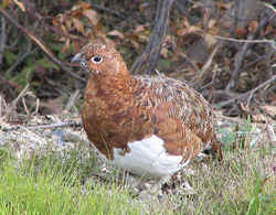 State Symbol: Alaska State Bird: Willow Ptarmigan