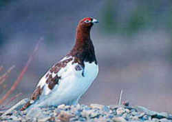 State Symbol: Alaska State Bird: Willow Ptarmigan