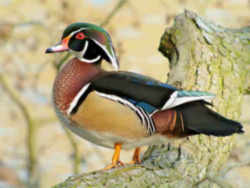 State Symbol: Mississippi State Waterfowl - Wood Duck or Carolina Duck