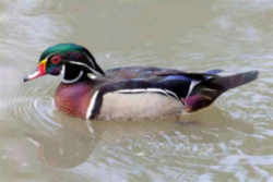 State Symbol: South Carolina State Duck - Wood Duck or Carolina Duck