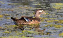 State Symbol: South Carolina State Duck - Wood Duck or Carolina Duck