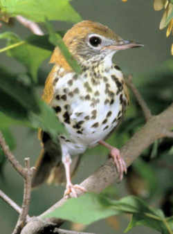 State Symbol: Washington, DC Bird: Wood Thrush