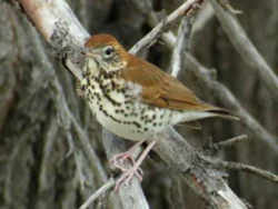 State Symbol: Washington, DC Bird: Wood Thrush