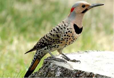 Alabama State Bird: Yellowhammer (Northern Flicker)