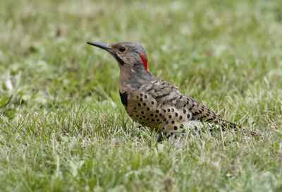 Alabama State Symbol: Alabama State Bird: Yellowhammer (Northern Flicker)