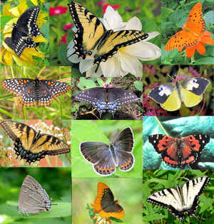 State Butterflies