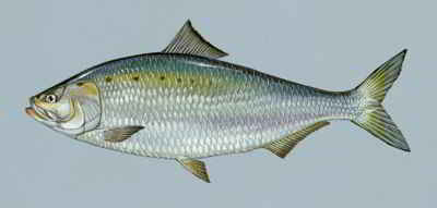 Connecticut State Fish - American Shad