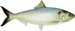 Connecticut State Fish - American Shad