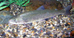 Maine State Heritage Fish - Arctic Charr