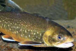 Maine State Heritage Fish - Arctic Charr