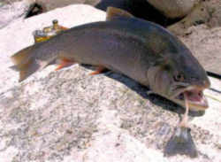 Maine State Heritage Fish - Arctic Charr