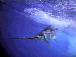 Florida Saltwater State Fish: Atlantic Sailfish