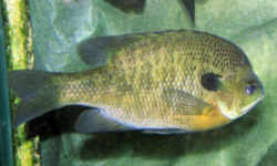 Illinois State Fish - Bluegill 