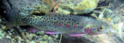 Utah State Fish - Bonneville Cutthroat Trout