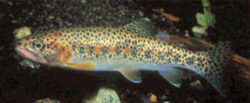 Utah State Fish - Bonneville Cutthroat Trout