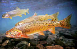 Utah State Fish - Bonneville Cutthroat Trout