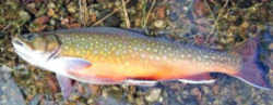 Maine State Heritage Fish - Brook Trout