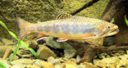 Maine State Heritage Fish - Brook Trout