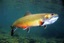 Maine State Heritage Fish - Brook Trout