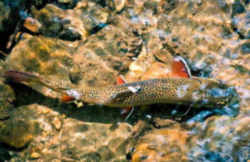 North Carolina State Freshwater Trout - Southern Appalachian Brook Trout