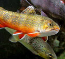 North Carolina State Freshwater Trout - Southern Appalachian Brook Trout