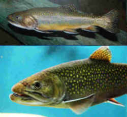 New Hampshire Freshwater State Fish: Brook Trout