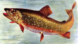 New Jersey State Fish - Brook Trout