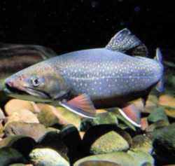 New Jersey State Fish - Brook Trout