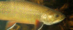 New York State Freshwater Fish: Brook or Speckled Trout