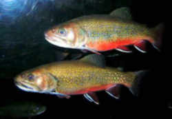 New York State Fish - Brook or Speckled Trout