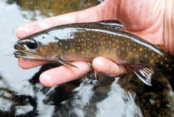 New York State Freshwater Fish: Brook or Speckled Trout