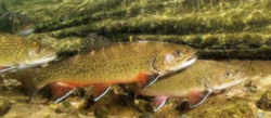 Pennsylvania State Fish - Brook Trout