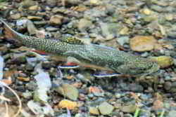 Pennsylvania State Fish - Brook Trout