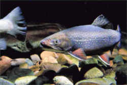 Pennsylvania State Fish - Brook Trout