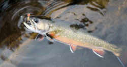 Virginia State Fish: Brook Trout