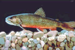 Virginia State Fish: Brook Trout